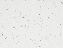 картинка Gerflor Линолеум ПВХ рулонный Mipolam Symbioz 6208 Nova Calico, рулон 2х20м (Жерфлор ) магазин Симфония Пола - официальный дилер Gerflor в России 