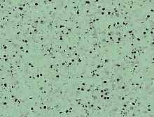 картинка Gerflor ПВХ рулонный Gerflor (Жерфлор) Mipolam Elegance EL5 0355 Green 2*20m (Жерфлор ) магазин Симфония Пола - официальный дилер Gerflor в России